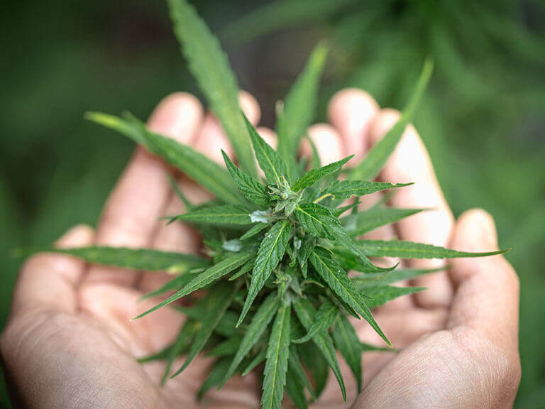 In der Cannabis Apotheke in München: Eine Cannabispflanze wird behutsam mit beiden Händen gehalten.